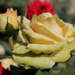 Flor rosa amarilla