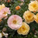 Rosal amarillo