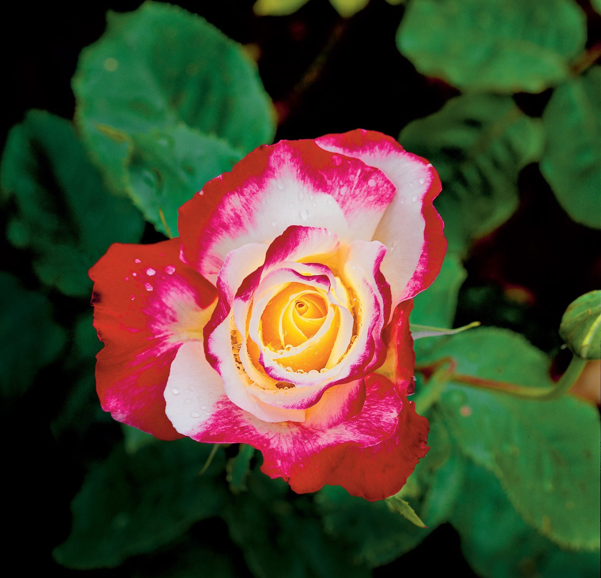 Hermosa rosa
