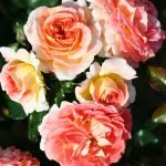 Rosas suaves de durazno