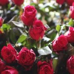 Rosa roja en brotes