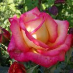 Rosa de dos tonos