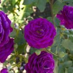 Rosal