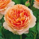 Crema rosa