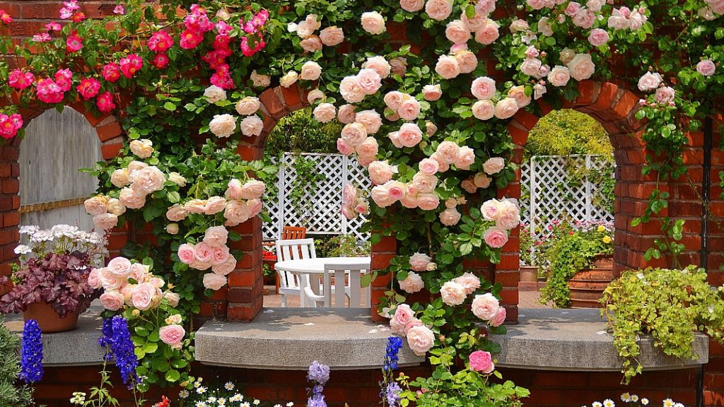 Roses en paisatgisme