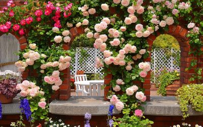 Rosas en el diseño del paisaje: tipos y opciones de decoración.