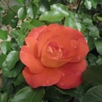 Albaricoque rosa