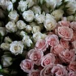 Rosas blancas y rosas pálidas