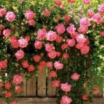 Jardín de rosas vertical