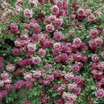 Exuberantes rosas florecientes