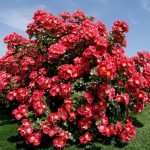 El arbusto floreciente exuberante de la rosa estándar