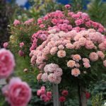 Rosas sobre un soporte