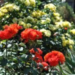 Rosas naranjas y amarillas