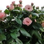 Rosas en el jardín