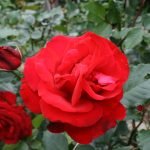 Rosa escarlata