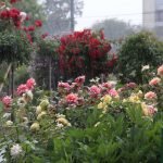 Rosas rojas, amarillas y rosadas en paisajismo