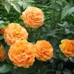 Rosas naranjas