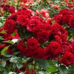 Rosas de arbusto escarlata