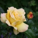 Rosa amarilla clara
