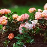 Rosas rosadas
