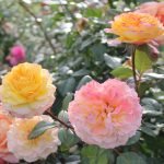 Rosas amarillas de durazno