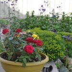 Rosas en una maceta