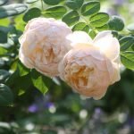 Floración dos rosas