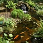 Peces en el estanque