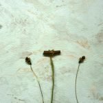 Hacemos tallos para flores de conos