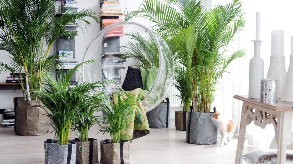 Pokok palma di pedalaman