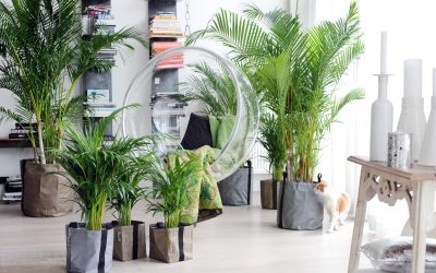 Palma interior: tipos y cuidados