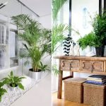 Palmera en el interior