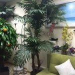 Palmeras decorativas en el departamento