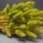 Lagurus verde para corona