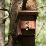 Pajarera en el bosque