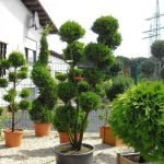 Árboles en macetas
