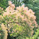 Árbol floreciente