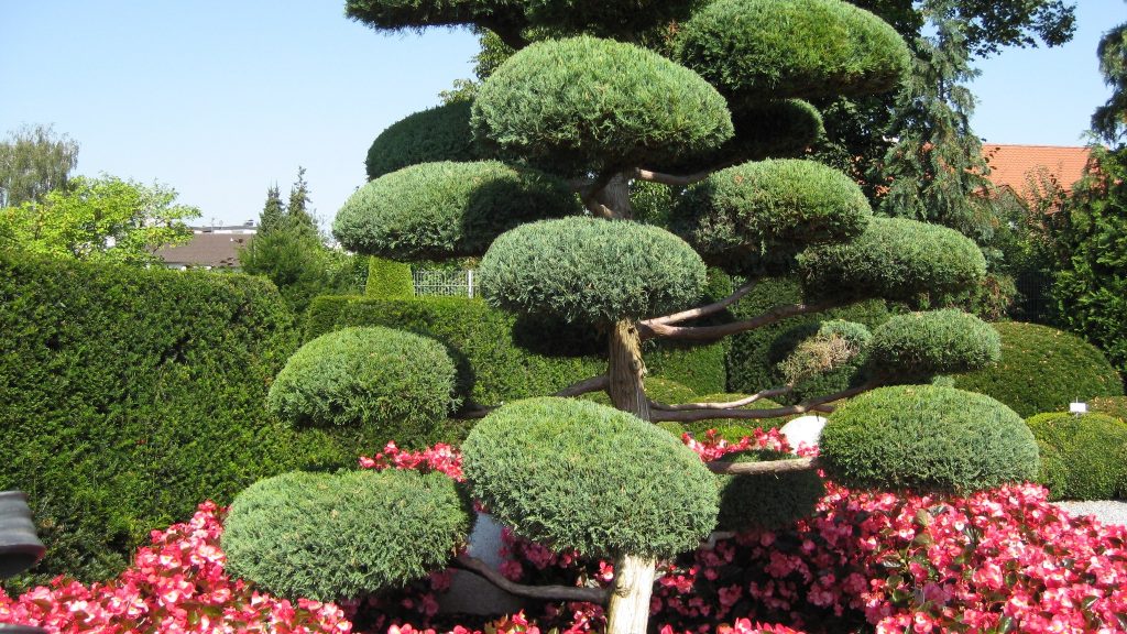 Pokok hiasan yang luar biasa