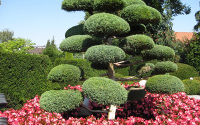 Árboles decorativos para el jardín: descripciones y nombres.