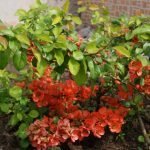 Arbusto ornamental con flores rojas.