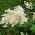 Arbusto ornamental de Forsythia