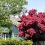 Arbusto Ornamental