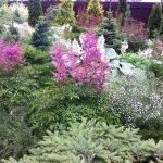 Plantas coníferas y caducifolias