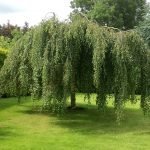 Árbol decorativo de hoja caduca