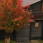 Árbol de hoja caduca con hojas rojas.