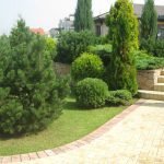 Coníferas en el jardín
