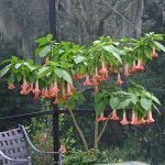 Árbol exótico en el jardín