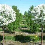 Los árboles florecen en el jardín