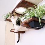 Gato en los estantes con flores.
