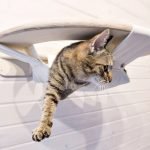 Hamaca inusual para gato